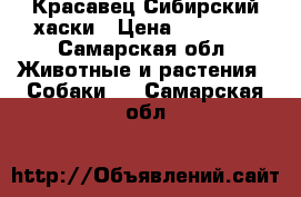 Красавец Сибирский хаски › Цена ­ 10 000 - Самарская обл. Животные и растения » Собаки   . Самарская обл.